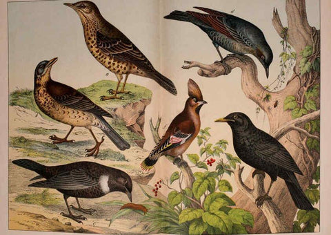 Reproducción/Reproduction 5974949896: Natural history of the animal kingdom for the use of young people Brighton :E. & J.B. Young and Co.,1889