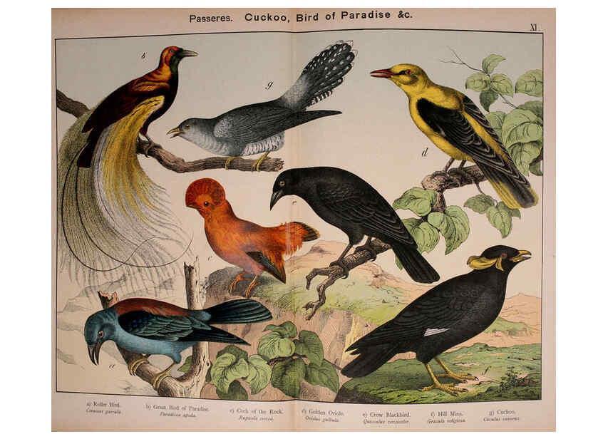 Reproducción/Reproduction 5974388813: Natural history of the animal kingdom for the use of young people Brighton :E. & J.B. Young and Co.,1889