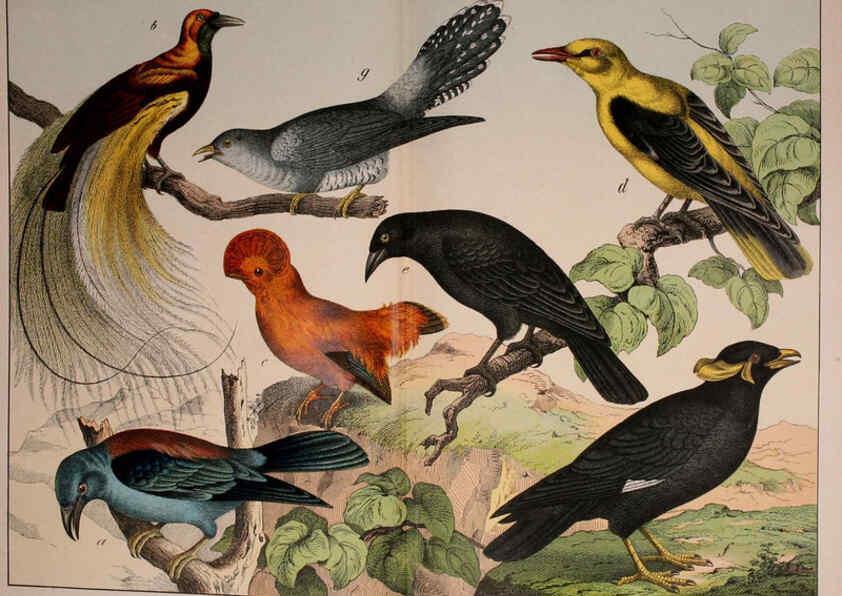 Reproducción/Reproduction 5974388813: Natural history of the animal kingdom for the use of young people Brighton :E. & J.B. Young and Co.,1889