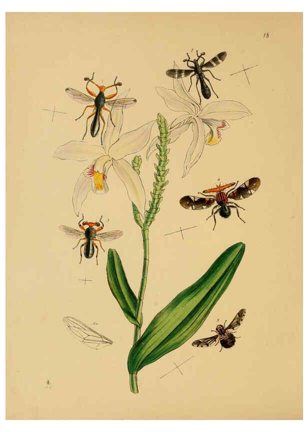 Reproducción/Reproduction 5974283893: The cabinet of oriental entomology London :William Smith, 113 Fleet Street,[1848] 