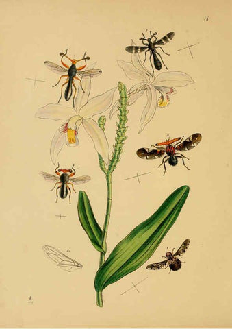 Reproducción/Reproduction 5974283893: The cabinet of oriental entomology London :William Smith, 113 Fleet Street,[1848] 