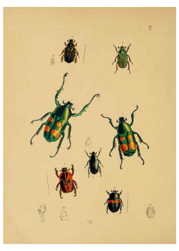 Reproducción/Reproduction 5974844928: The cabinet of oriental entomology London :William Smith, 113 Fleet Street,[1848] 