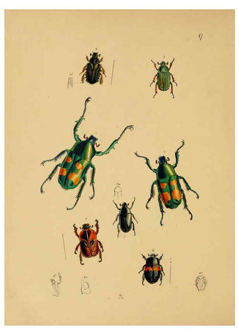 Reproducción/Reproduction 5974844928: The cabinet of oriental entomology London :William Smith, 113 Fleet Street,[1848] 