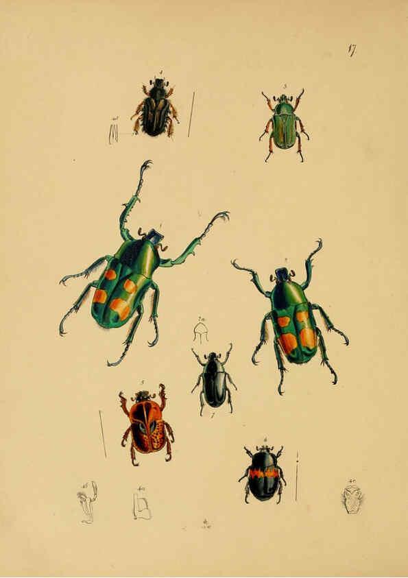 Reproducción/Reproduction 5974844928: The cabinet of oriental entomology London :William Smith, 113 Fleet Street,[1848] 