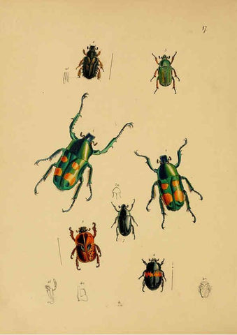 Reproducción/Reproduction 5974844928: The cabinet of oriental entomology London :William Smith, 113 Fleet Street,[1848] 