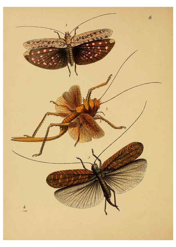 Reproducción/Reproduction 5974845220: The cabinet of oriental entomology London :William Smith, 113 Fleet Street,[1848] 