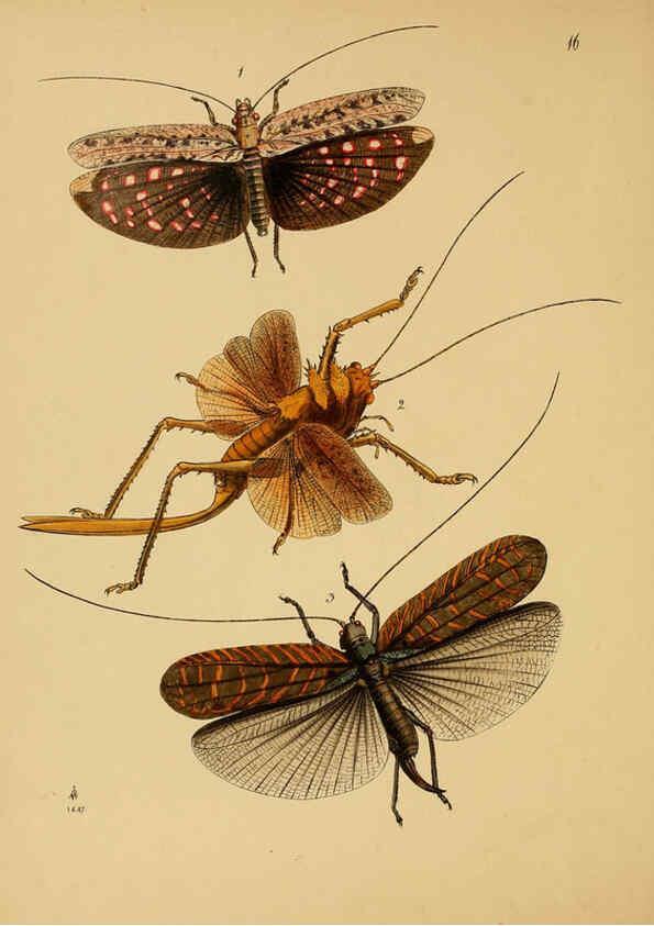 Reproducción/Reproduction 5974845220: The cabinet of oriental entomology London :William Smith, 113 Fleet Street,[1848] 