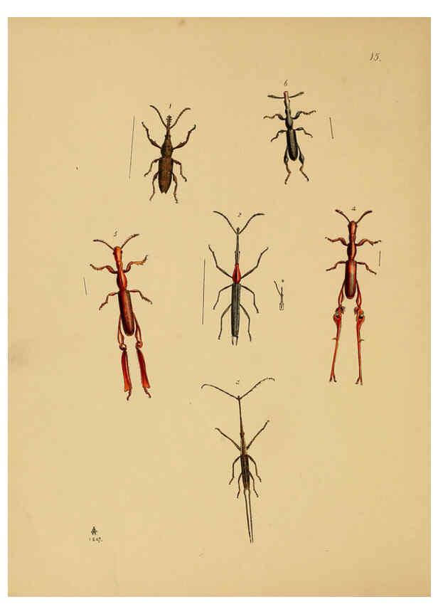 Reproducción/Reproduction 5974845584: The cabinet of oriental entomology London :William Smith, 113 Fleet Street,[1848] 
