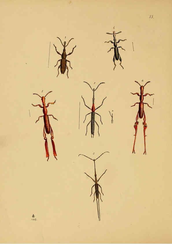 Reproducción/Reproduction 5974845584: The cabinet of oriental entomology London :William Smith, 113 Fleet Street,[1848] 