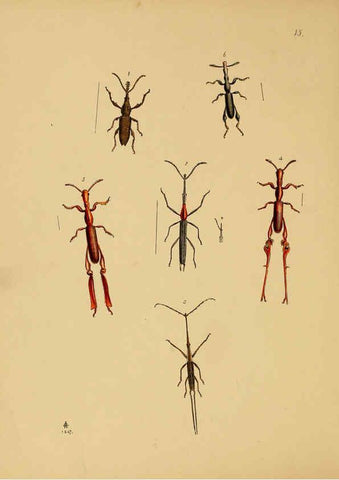 Reproducción/Reproduction 5974845584: The cabinet of oriental entomology London :William Smith, 113 Fleet Street,[1848] 