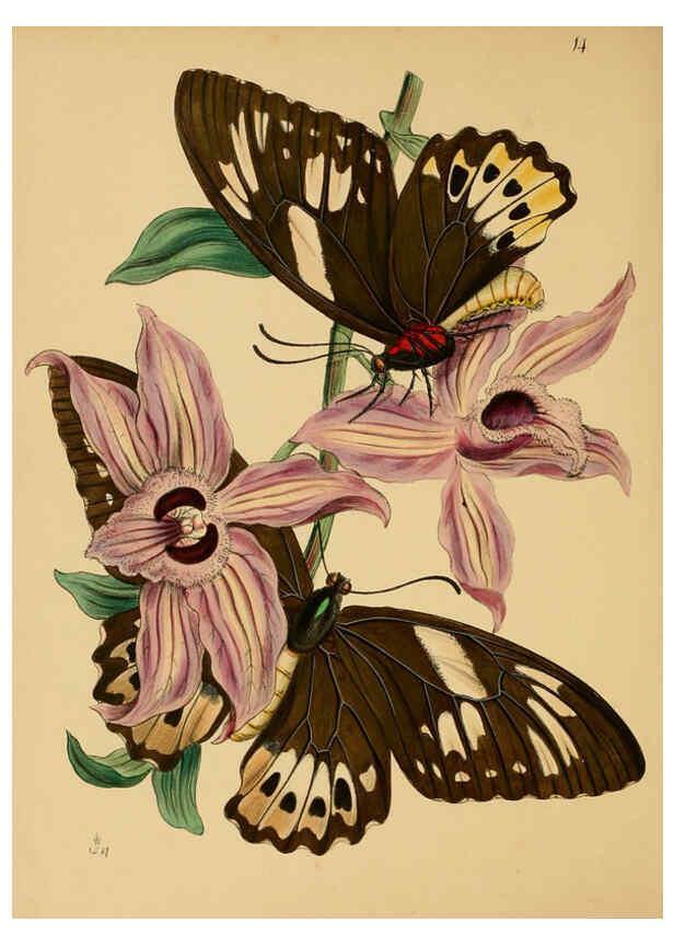 Reproducción/Reproduction 5974845906: The cabinet of oriental entomology London :William Smith, 113 Fleet Street,[1848] 