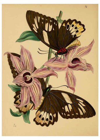 Reproducción/Reproduction 5974845906: The cabinet of oriental entomology London :William Smith, 113 Fleet Street,[1848] 