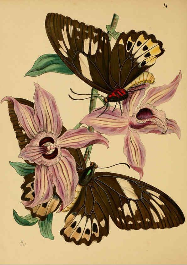 Reproducción/Reproduction 5974845906: The cabinet of oriental entomology London :William Smith, 113 Fleet Street,[1848] 