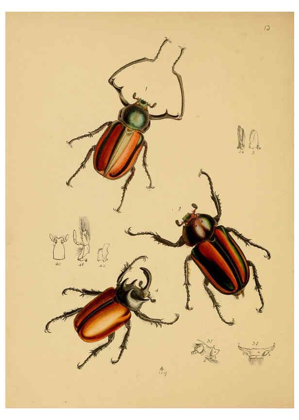 Reproducción/Reproduction 5974285507: The cabinet of oriental entomology London :William Smith, 113 Fleet Street,[1848] 