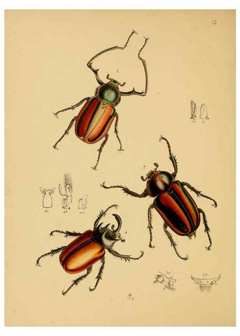 Reproducción/Reproduction 5974285507: The cabinet of oriental entomology London :William Smith, 113 Fleet Street,[1848] 