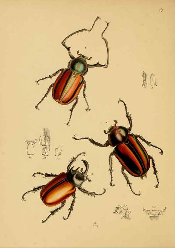 Reproducción/Reproduction 5974285507: The cabinet of oriental entomology London :William Smith, 113 Fleet Street,[1848] 