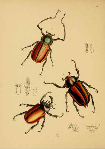 Reproducción/Reproduction 5974285507: The cabinet of oriental entomology London :William Smith, 113 Fleet Street,[1848] 