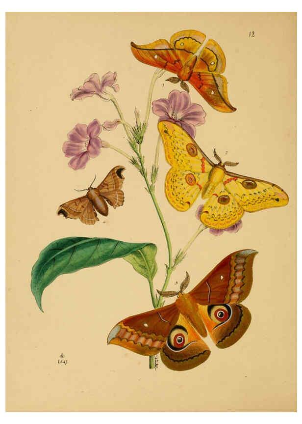 Reproducción/Reproduction 5974846748: The cabinet of oriental entomology London :William Smith, 113 Fleet Street,[1848] 