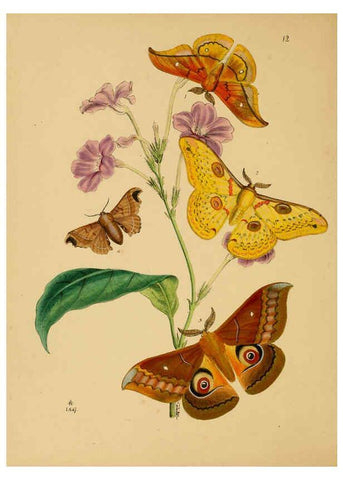Reproducción/Reproduction 5974846748: The cabinet of oriental entomology London :William Smith, 113 Fleet Street,[1848] 