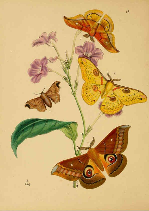 Reproducción/Reproduction 5974846748: The cabinet of oriental entomology London :William Smith, 113 Fleet Street,[1848] 