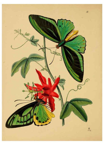 Reproducción/Reproduction 5974847124: The cabinet of oriental entomology London :William Smith, 113 Fleet Street,[1848] 