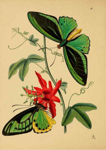 Reproducción/Reproduction 5974847124: The cabinet of oriental entomology London :William Smith, 113 Fleet Street,[1848] 