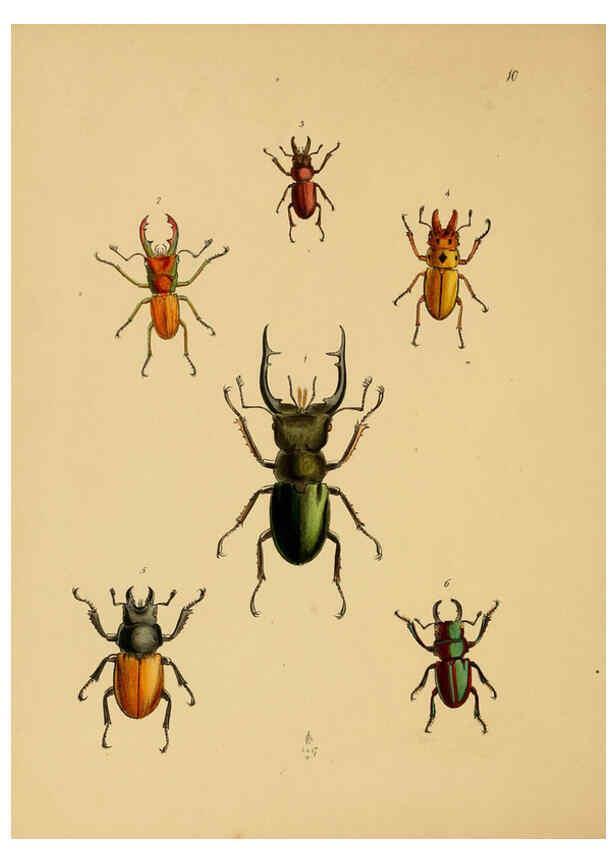 Reproducción/Reproduction 5974287007: The cabinet of oriental entomology London :William Smith, 113 Fleet Street,[1848] 