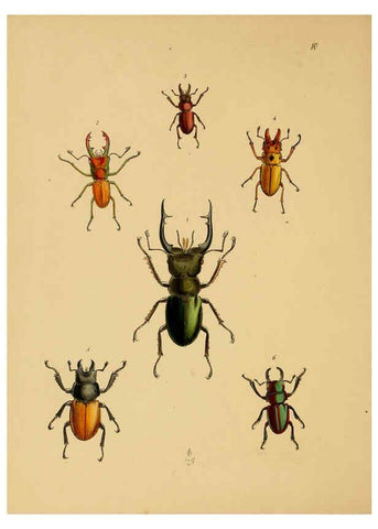 Reproducción/Reproduction 5974287007: The cabinet of oriental entomology London :William Smith, 113 Fleet Street,[1848] 