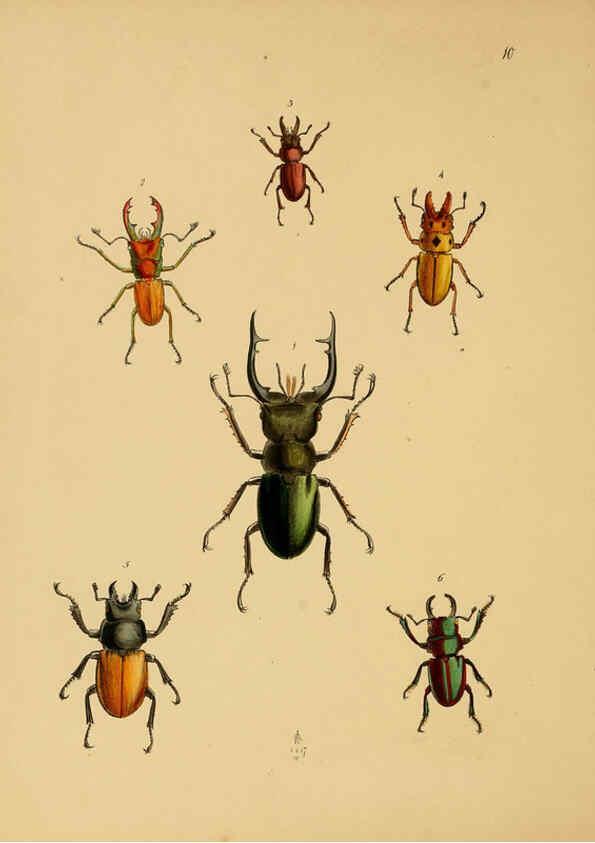 Reproducción/Reproduction 5974287007: The cabinet of oriental entomology London :William Smith, 113 Fleet Street,[1848] 