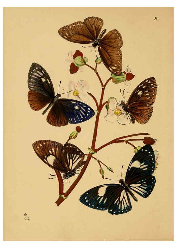 Reproducción/Reproduction 5974287417: The cabinet of oriental entomology London :William Smith, 113 Fleet Street,[1848] 
