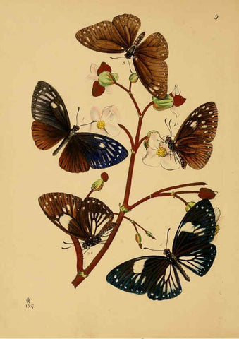 Reproducción/Reproduction 5974287417: The cabinet of oriental entomology London :William Smith, 113 Fleet Street,[1848] 