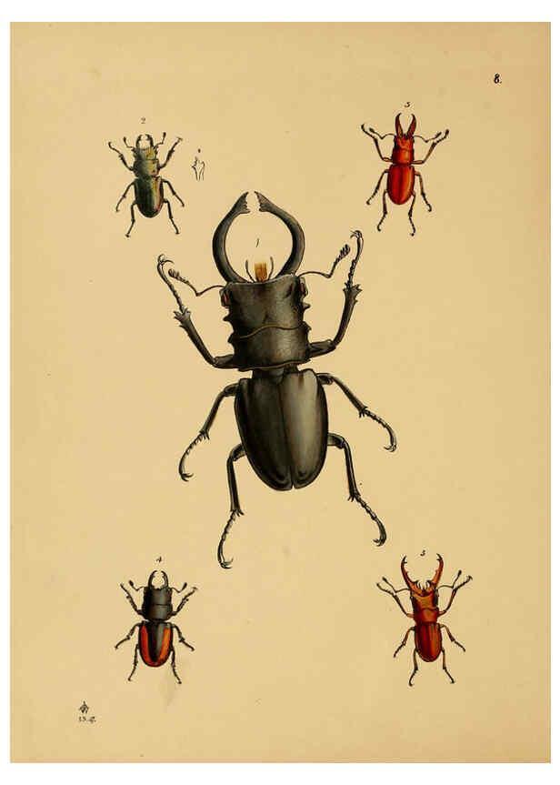 Reproducción/Reproduction 5974848426: The cabinet of oriental entomology London :William Smith, 113 Fleet Street,[1848] 