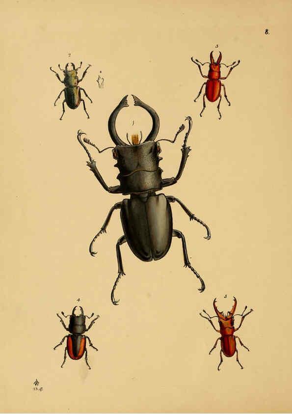 Reproducción/Reproduction 5974848426: The cabinet of oriental entomology London :William Smith, 113 Fleet Street,[1848] 