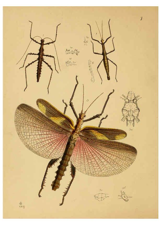 Reproducción/Reproduction 5974288245: The cabinet of oriental entomology London :William Smith, 113 Fleet Street,[1848] 