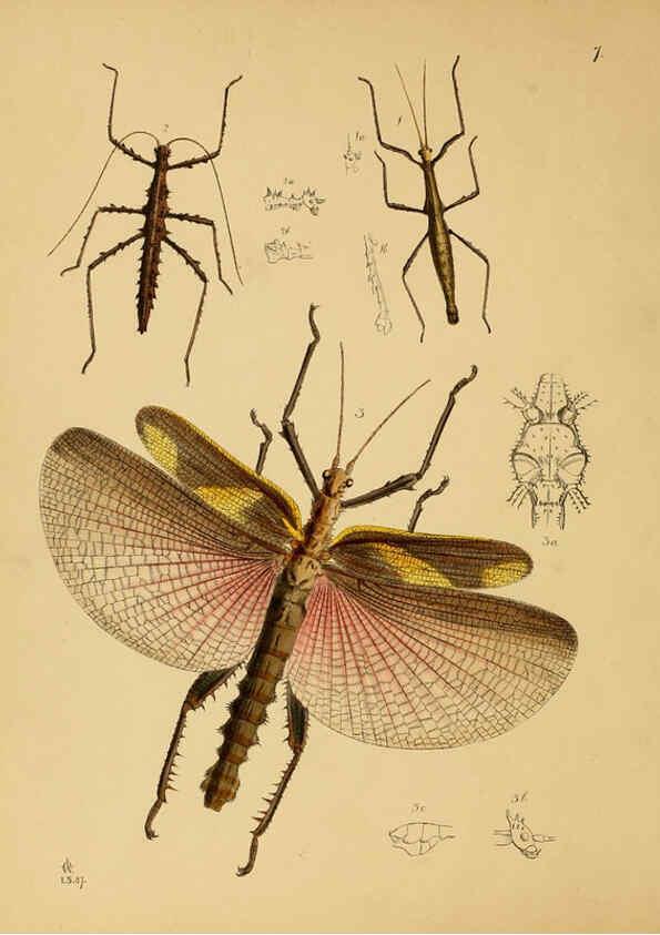 Reproducción/Reproduction 5974288245: The cabinet of oriental entomology London :William Smith, 113 Fleet Street,[1848] 