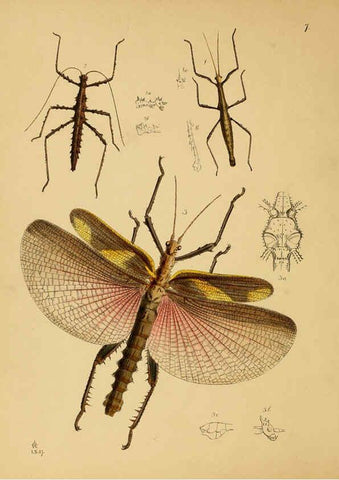 Reproducción/Reproduction 5974288245: The cabinet of oriental entomology London :William Smith, 113 Fleet Street,[1848] 