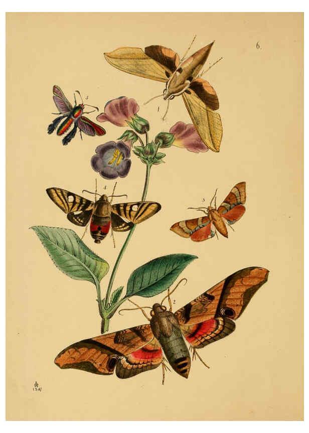 Reproducción/Reproduction 5974288585: The cabinet of oriental entomology London :William Smith, 113 Fleet Street,[1848] 