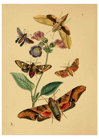 Reproducción/Reproduction 5974288585: The cabinet of oriental entomology London :William Smith, 113 Fleet Street,[1848] 