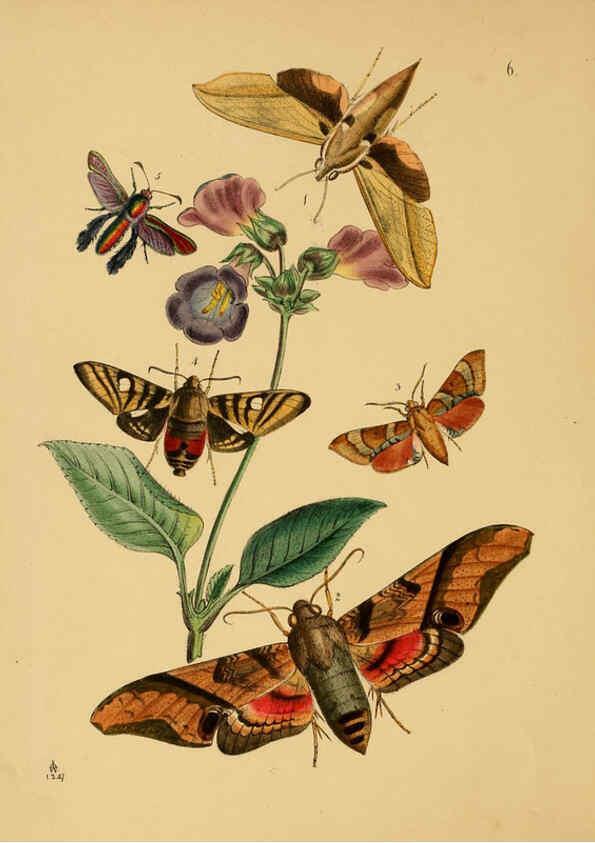 Reproducción/Reproduction 5974288585: The cabinet of oriental entomology London :William Smith, 113 Fleet Street,[1848] 