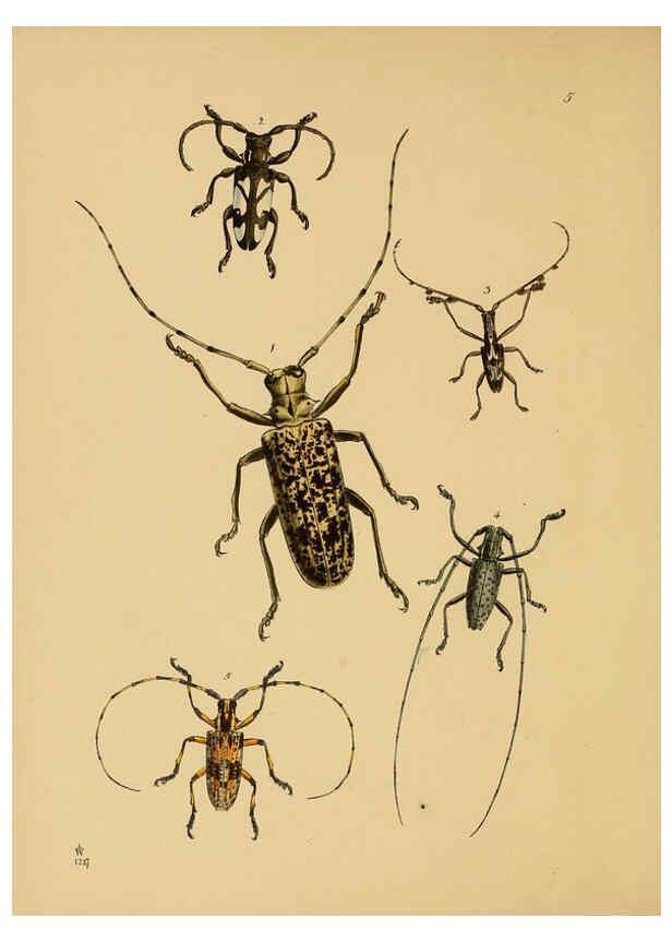 Reproducción/Reproduction 5974288961: The cabinet of oriental entomology London :William Smith, 113 Fleet Street,[1848] 