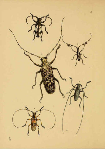 Reproducción/Reproduction 5974288961: The cabinet of oriental entomology London :William Smith, 113 Fleet Street,[1848] 