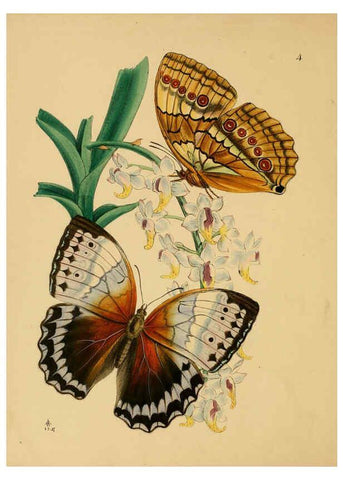 Reproducción/Reproduction 5974849906: The cabinet of oriental entomology London :William Smith, 113 Fleet Street,[1848] 