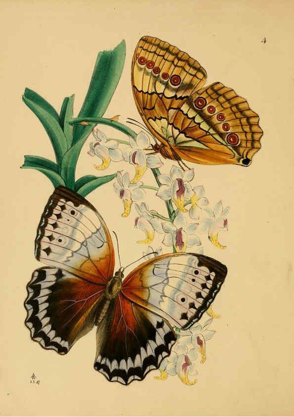 Reproducción/Reproduction 5974849906: The cabinet of oriental entomology London :William Smith, 113 Fleet Street,[1848] 