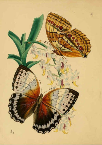Reproducción/Reproduction 5974849906: The cabinet of oriental entomology London :William Smith, 113 Fleet Street,[1848] 