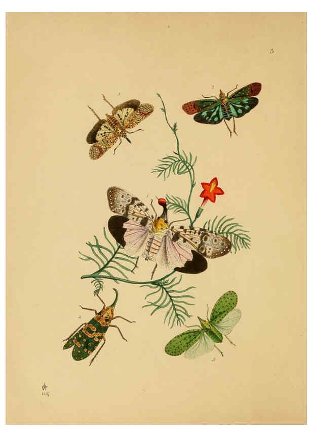 Reproducción/Reproduction 5974289825: The cabinet of oriental entomology London :William Smith, 113 Fleet Street,[1848] 