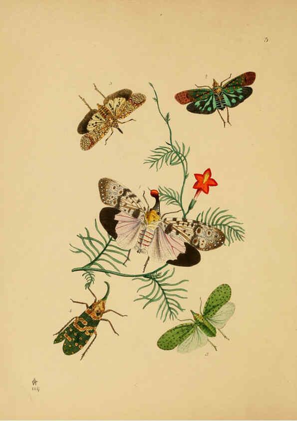 Reproducción/Reproduction 5974289825: The cabinet of oriental entomology London :William Smith, 113 Fleet Street,[1848] 