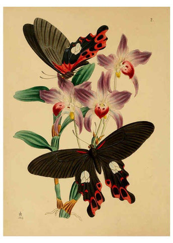 Reproducción/Reproduction 5974290139: The cabinet of oriental entomology London :William Smith, 113 Fleet Street,[1848] 