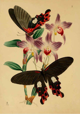 Reproducción/Reproduction 5974290139: The cabinet of oriental entomology London :William Smith, 113 Fleet Street,[1848] 