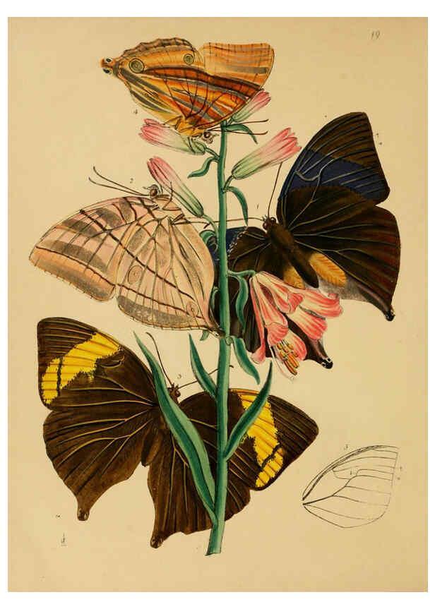 Reproducción/Reproduction 5974283585: The cabinet of oriental entomology London :William Smith, 113 Fleet Street,[1848] 