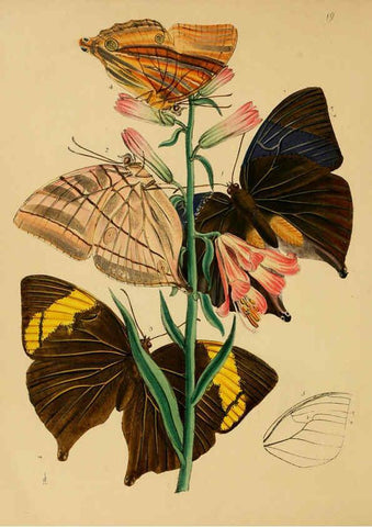 Reproducción/Reproduction 5974283585: The cabinet of oriental entomology London :William Smith, 113 Fleet Street,[1848] 